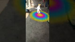 cat 😸 funny 😂 dance 😂 viral # video 😍 trending # short 🙏