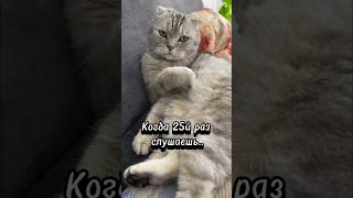 А она точно мне поёт?🤔😂 #видеоскотами #смешныекоты #приколысживотными #котики #забавныекоты #юмор