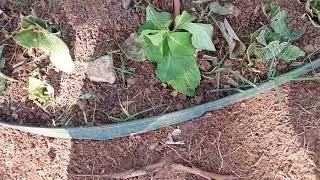 Plantando hortências - Bairro Liberdade BH - Praça Brandão Amorim - Belo Horizonte Minas Gerais