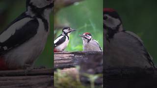 A closeup shot of a mother great spotted woodpecker feeding its baby. #woodpecker #woodpeckers