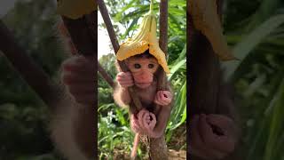 Look at the Monkeys baby🐵🐒😯😇 | Funny animals clips🤣 | #shorts #funny #animal #amazing