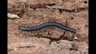 Witpootkronkel Tachypodoiulus niger