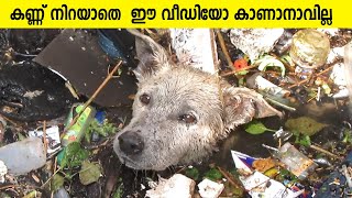 ഇത് കാണുമ്പോൾ നിങ്ങളുടെ മനസ്സ് നിറയും തീർച്ച | Inspirational Animal Rescues | Emotional-Inspiration