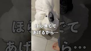 ママを見送りできなかったオウム #shorts