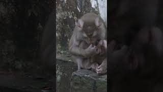 Monkey funny videos #1359 #babymonkey #shortvideo #short #viral #monkey #reels2023