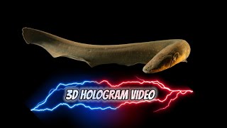 3d Hologram 180° video|| electrical fish in hologram slides