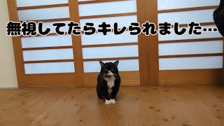 お散歩行けなくてキレる猫の対処法