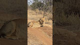 A NEW KING ??? #wildlife #lion #lionsightings #cat #krugernationalpark #nature