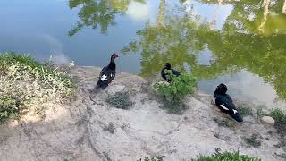 Casa de campo con Animales Laguna picinas  I Country House