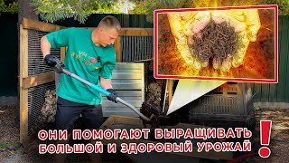 Черви помогут вырастить большой и здоровый урожай!