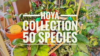 Hoya Collection 2021