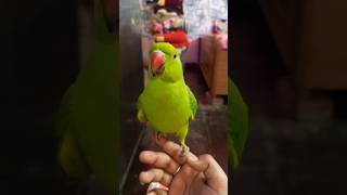 Mithu Mummy Bolta Hua 🤗🦜#mitthu#mummy#beautiful #shortsfeed#viralvideo #youtubeshorts#parrot#parrots