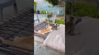 Punjabi dubbing #cat #funnyvideo #nature #animals