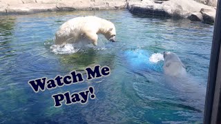 Cute Baby Polar Bear Playing at the Columbus Zoo! 😍