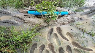 Great Deep Hole Fish Trap By Two Creative Boys -How To Make Deep Hole Fish Trap At Rice Field