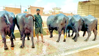 व्यास डेयरी फ़ार्म की शानदार मुर्राह भैंस🌹🌹60 साल से कर रहे पशुधन बिक्री का काम