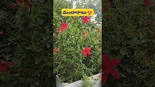 మా terrace garden lo మందారాలు #Hibiscus #flowers #garden #terracegarden #trendingshorts #ytshorts