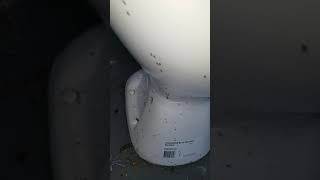 Ants in toilet bowl