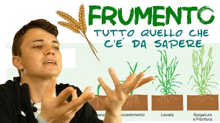 FRUMENTO - fasi fenologiche e morfologia!!