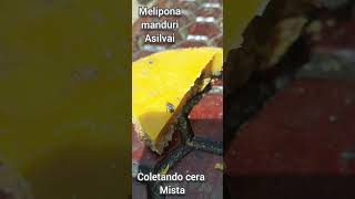 manduri (melipona asilvai ) coletando cera mista #shorts