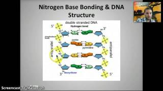 IB 2.6 - DNA Structure