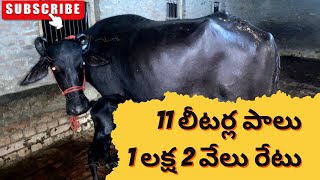 12 నుంచి 13 లీటర్ల పాల సామర్థ్యం కలిగిన గేద లక్ష రెండు వేలకు అమ్మడం జరిగింది #murrahbuffalos