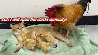 magical cat fascinated the chick.The rooster was surprised, isn't it my own child?So funny and cute