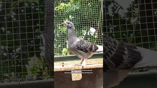 MULAI BELAJAR KELUAR AVIARY #pigeonlovers #merpatilovers #merpatitinggi #highflyerpigeon #ngawang