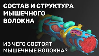 Состав и структура мышечного волокна. Из чего состоят мышечные волокна?