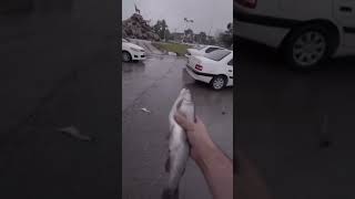 It's Fish raining #fish #shortvideo