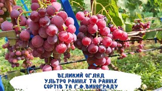 Огляд ультро ранніх та ранніх сортів винограду! друга частина