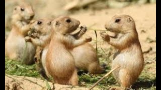 Prairie Dogs: West Texas #beautyofnature #animals #cute#cuteanimals #jungle #puppy