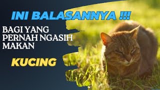 Ini balasannya bagi orang yang pernah ngasih makan kucing