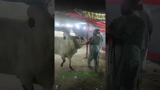 Qurbani Dhani Bull