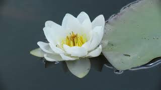 Кувшинка белая (Nymphaea alba, white water lily ]. (4К).