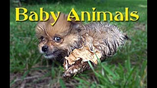 Baby Animals   #1