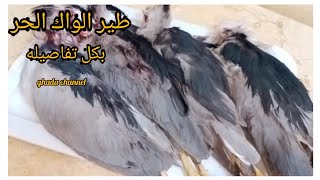 طريقة طبخ الطير الحر بكل تفاصيله، طير الواك الحر🕊️