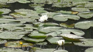 Beautiful Pond With Lily Pads Meditation-relaxation, deep sleep, yoga, spa,calm, stress relief music