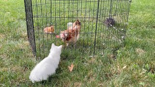 Chick and Hen meet the cats