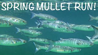 SPRING MULLET RUN