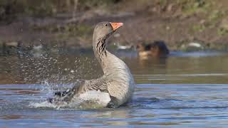 Greylag Goose