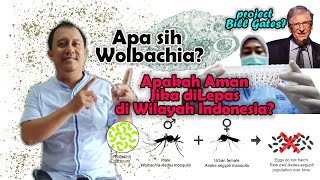 Fakta Mengejutkan! Nyamuk Wolbachia yang Harus Kalian Tahu! Solusi atau kontr0ver1? #wolbachia