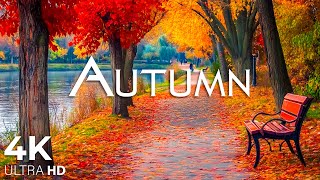 Enchanting Autumn Forests with Beautiful Piano Music🍁4K Autumn Ambience & Fall Foliage