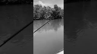 Backcountry tarpon fun #tarponfishing #fishing #swflorida #hellsbayboatworks #shorts