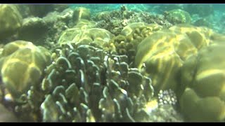 Fihalhohi house reef snorkeling Фихалхохи риф март, 2023