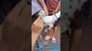 🕊Jama Masjid kabootar Market Delhi🕊