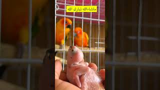 فروخ صن كنيور طيور زينه ببغاء 🦜