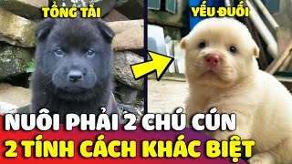 Trải nghiệm của con Sen khi nuôi 2 chú cún có hai 'TÍNH CÁCH KHÁC BIỆT' sẽ như thế nào? 😅 | Gâu Đần