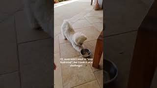 #shorts #youtube #youtubeshorts #shortsvideo #youtubevideo #short #shortvideo #dog #funny #pets