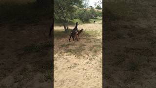 Goats are roaming in Thar animals villagelife